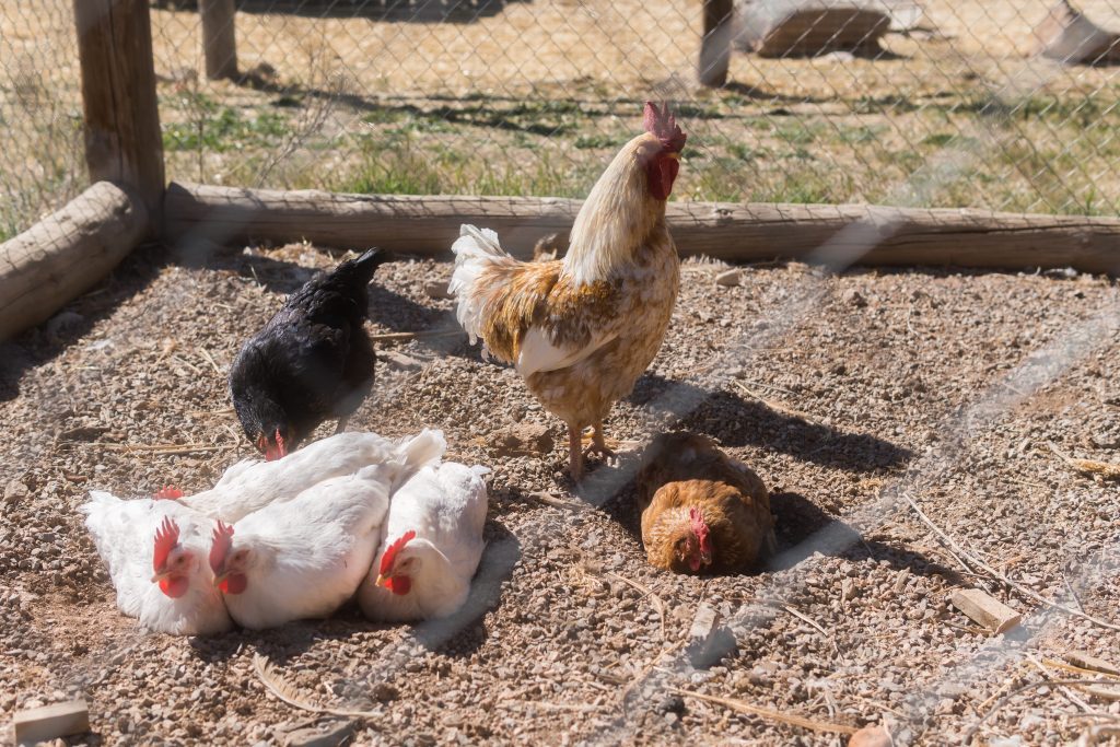 gallines