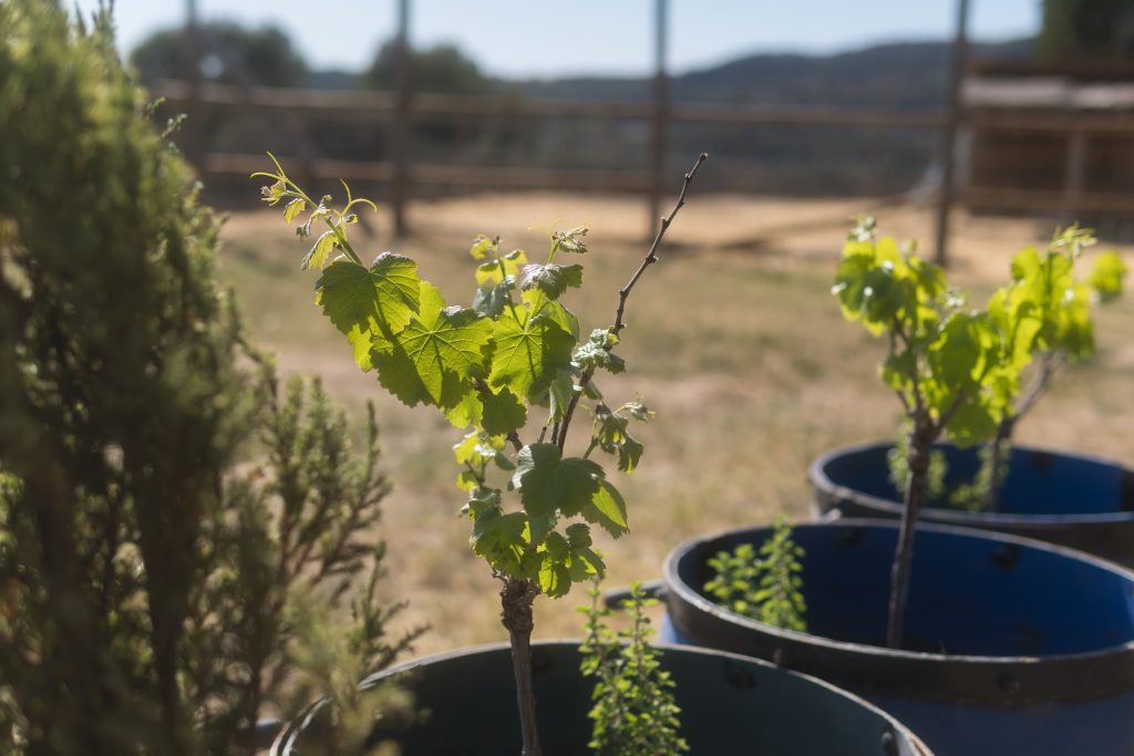 plantes creixent